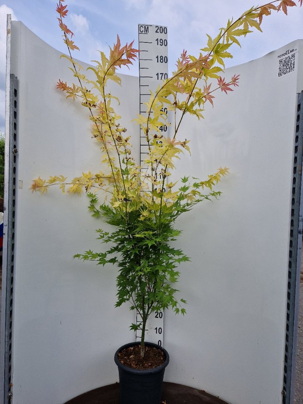 Acer pal. 'Orange Dream' - C15 80-100 CM